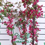 Okrasná jabloň (Malus) ´COCCINELLA´ - výška 180-220 cm, kont. C18L - VIACKMENNÁ